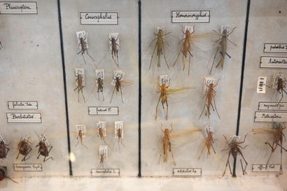 null Suite de 3 boites entomologiques de la maison Boubée, contenant 56 Orthoptères...