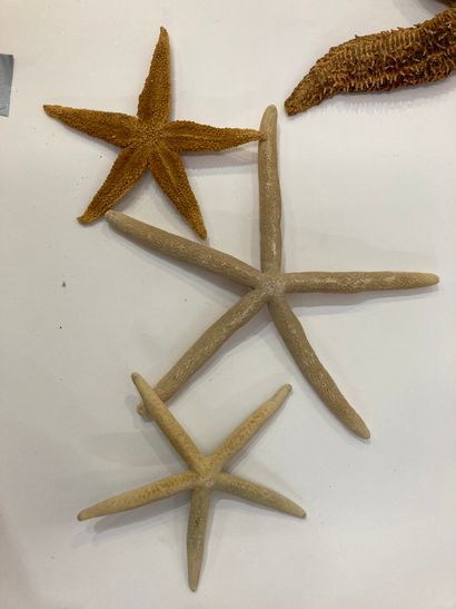 null A batch of 3 starfish: - 1 Leptasterias polaris
- 2 Asterias rubens