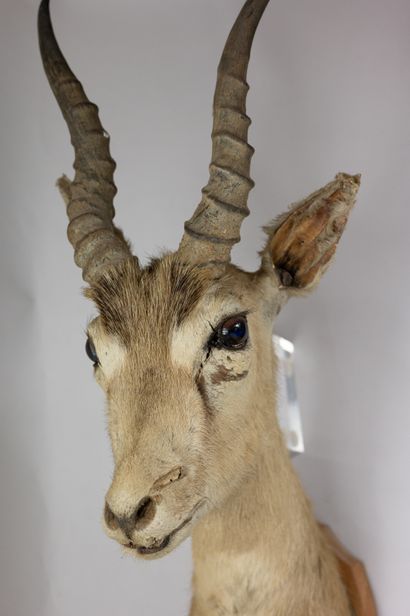 null Head in cape of cervicapre antelope (Antelope cervicapra), old taxidermy; on...