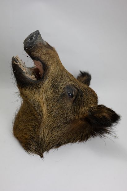 null Pair of heads in cape of young boars also called red beasts (Sus scrofa).
