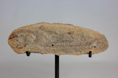 null Fossil of an unidentified fish, on metal base.