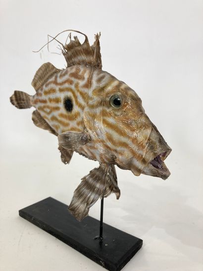 null A taxidermized and plastered Saint Peter's fish.