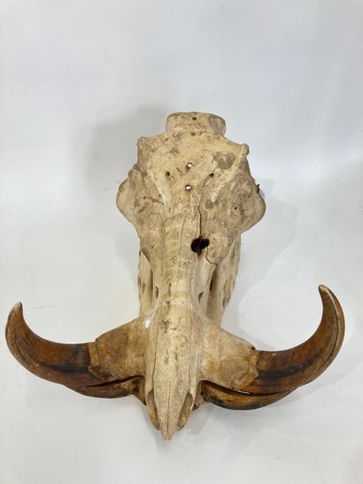 Un crâne de phacochère