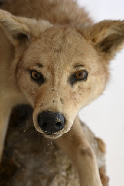 null Demi coyote (Canis latrans), sur socle a suspendre