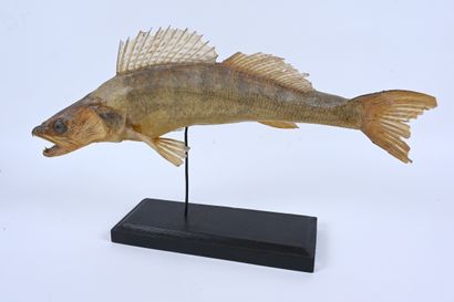 null Taxidermized fish (Zingel Balkanicus), XIXth century