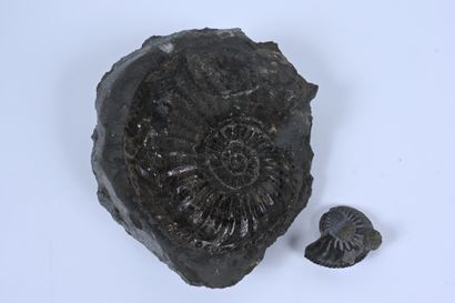 null Lot de deux amonites fossilisées (amaltheus), l'une pyritisée, l'autre géante....