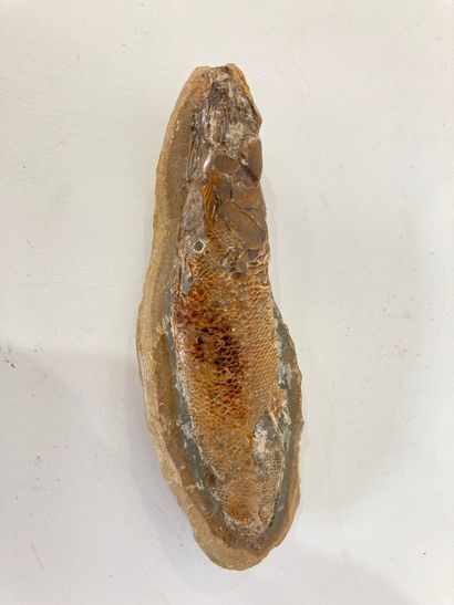 null Poisson fossilisé. 
Larg.: 12cm.