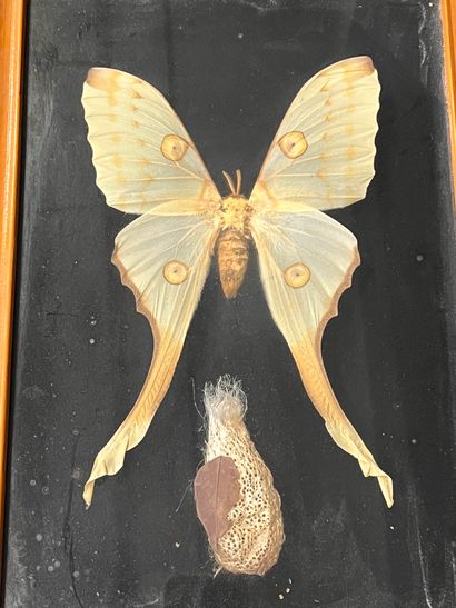 null Papillon naturalisé et son cocon, encadrés sous verre
34,5 x 25cm, avec cad...
