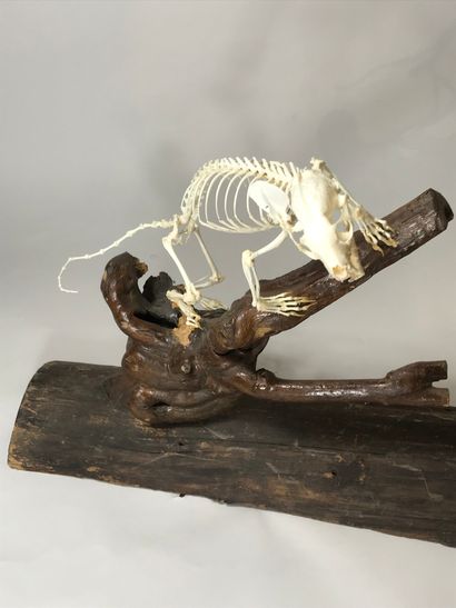 null Squelette de zorille (Icnotyx striatus), monté et présenté sur une souche.
59...