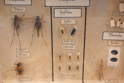 null Suite de 3 boites entomologiques de la maison Boubée, contenant 56 Orthoptères...