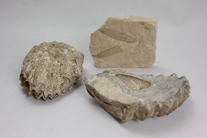 Ensemble de trois fossiles marins (huitre,...