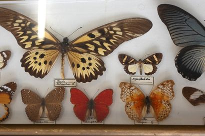 null Bel ensemble de 4 boites entomologiques identiques, contenant 87 lépidoptères...