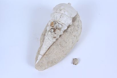 null Bel exemplaire de coquillage fossile sur gangue
Espèce : Cerithium buttoti 
Age...