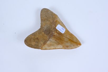 null Megalodon tooth
Miocene age (Burdigalian) 
Length: 10 cm.
