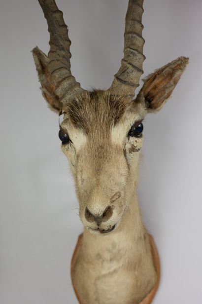 null Head in cape of cervicapre antelope (Antelope cervicapra), old taxidermy; on...