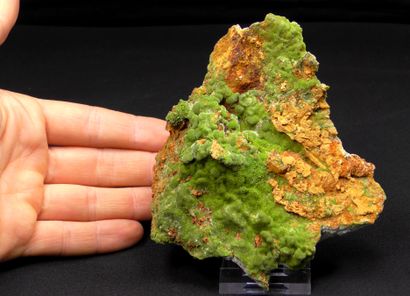 null Pyromorphite from St.Salvy, Tarn. Sample of 11 x 12 cm of a very beautiful ...