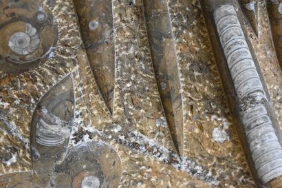 null Belle plaque d'orthoceras et d'ammonites fossilisés et polis. Sur un bloc marron...