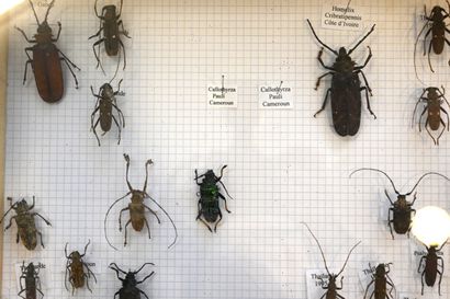 null Entomological box containing 25 identified longhorn beetles