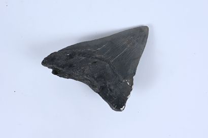 null Megalodon tooth 
Pleistocene Era, Florida 
Length: 11.5 cm.