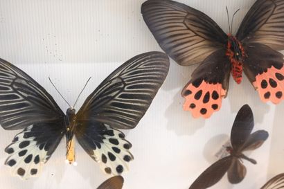 null Entomological box containing 8 lepidopterans