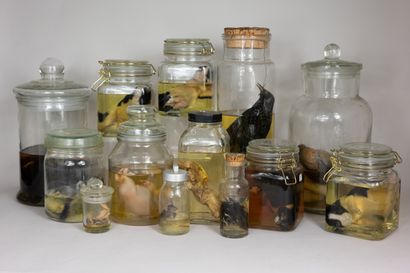 null Nice set of 13 various specimens including kittens, mice, puppies, birds......
