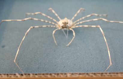 Une araignée Phalangipus histrix, des Ph...
