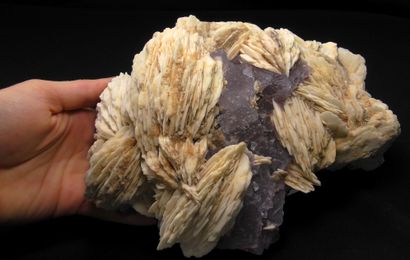 null White baryte in large crests on a carpet of purple cubes of fluorite from Berbes,...