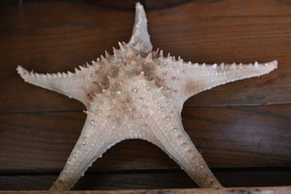 null A set of 2 giant starfish (Pentaceraster regulis), from Indonesia with a small...