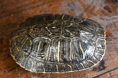 null Lot de deux tortues de Floride (Trachemis scripta scripta) de grande taille...