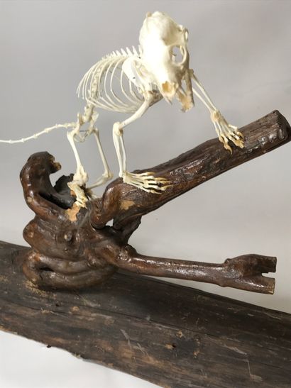 null Skeleton of zorilla (Icnotyx striatus), mounted and presented on a stump.
59...