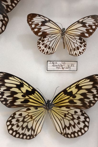 null Entomological box containing 5 identified lepidopterans of the Idea group