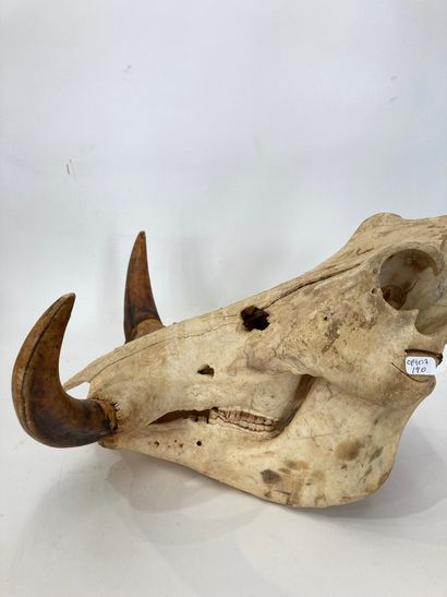 null A warthog skull
