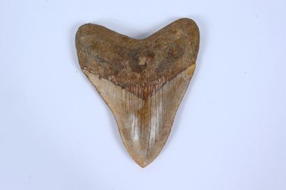 Dent de Mégalodon
Age Miocène (Burdigalien)...