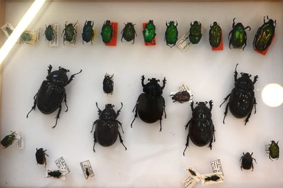 null Boite entomologique contenant 29 scarabées et autres insectes identifiés