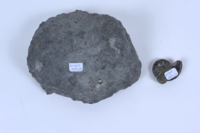 null Lot de deux amonites fossilisées (amaltheus), l'une pyritisée, l'autre géante....
