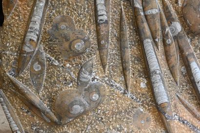 null Belle plaque d'orthoceras et d'ammonites fossilisés et polis. Sur un bloc marron...