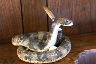 null Un serpent à sonnettes (Crotalus), taxidermie ancienne.
(En l'état)