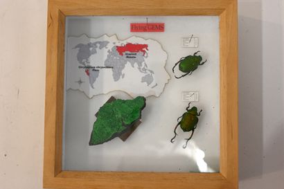 null Composition of uvarovite (mineral from Russia) and 2 chrysophora beetles Chrysochlora,...