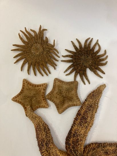 null A set of 5 starfish: 2 tosia magnifica, 2 sunfish (Pycnodonta helianthoides)...