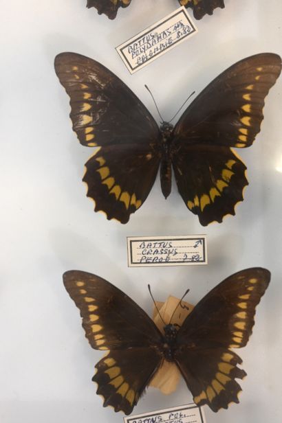 null Entomological box containing 9 identified lepidopterans of the Batus group