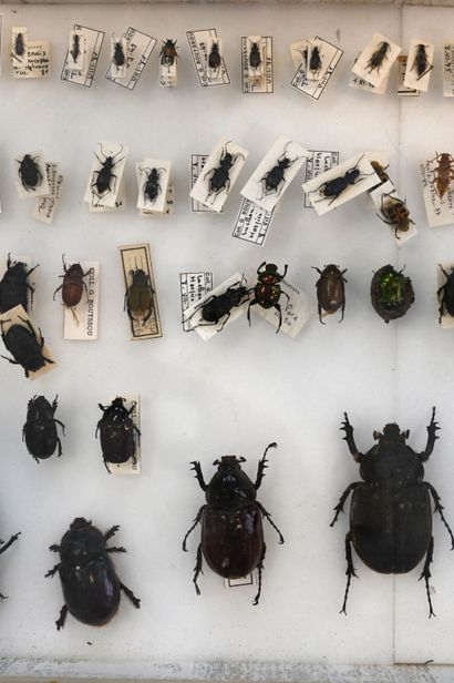 null Entomological box containing 89 various beetles, identified for the majority....