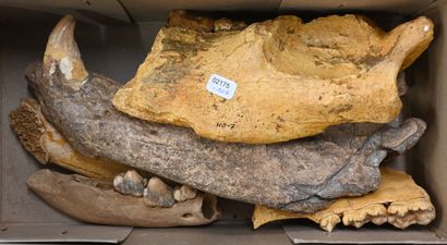 null Set of 6 pieces of jaws with teeth of woolly rhinoceros (Coelodonta antiquitatis)...