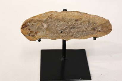 null Fossil of an unidentified fish, on a metal base