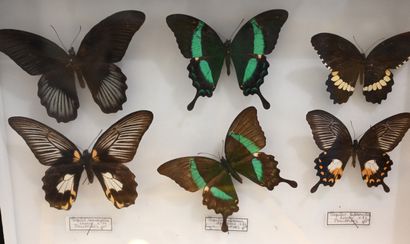 null Boite entomologique contenant 6 lépidoptères identifiés du groupe des Papil...