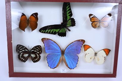null Entomological box containing 6 lepidopterans