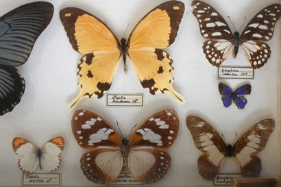 null Bel ensemble de 4 boites entomologiques identiques, contenant 87 lépidoptères...
