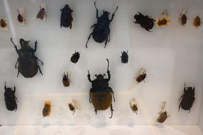 Boite entomologique contenant 23 scarabées...