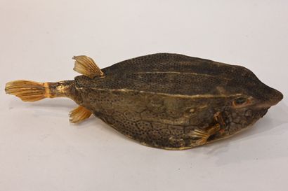 null A taxidermized bullfish