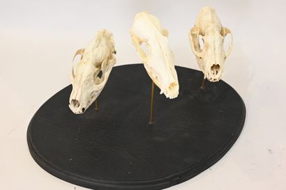 Ensemble de 3 crânes de renards (Vulpes vulpes),...