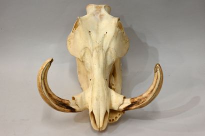 Crâne de phacochère (Phacoecherus africanus),...